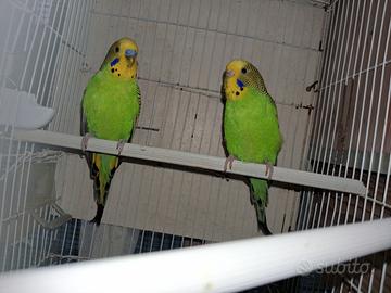 Coppia cocoriti