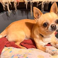 Chihuahua con Pedigree per monta
