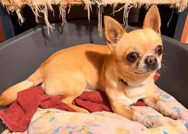 Chihuahua con Pedigree per monta