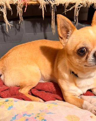 Chihuahua con Pedigree per monta