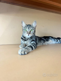 Simil bengala in adozione