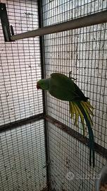 Parrocchetti dal collare