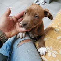 Amstaff