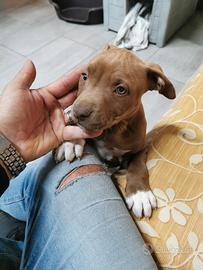 Amstaff