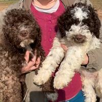 Cuccioli di Lagotto Romagnolo