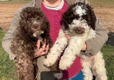 Cuccioli di Lagotto Romagnolo