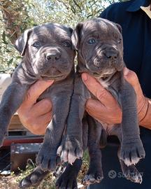 Meravigliosi cuccioli di cane corso