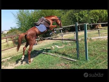 Cavallo