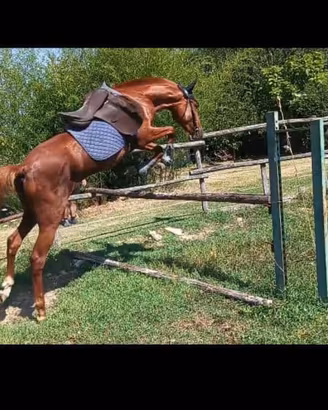 Cavallo