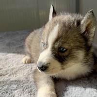 Siberian Husky con pedigree enci
