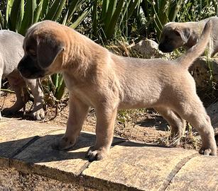 Cane corso cuccioli