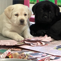 Cuccioli labrador Retriever