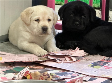 Cuccioli labrador Retriever
