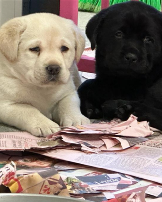 Cuccioli labrador Retriever