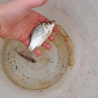 Pesci da laghetto - carassi