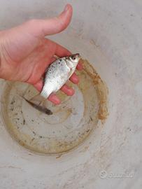 Pesci da laghetto - carassi