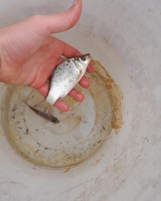 Pesci da laghetto - carassi