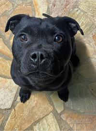 Cane femmina da monta