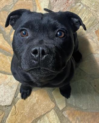 Cane femmina da monta
