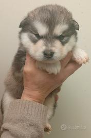 Cuccioli Alaskan Malamute