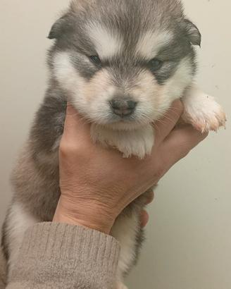 Cuccioli Alaskan Malamute