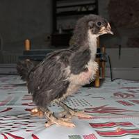 Pulcini australorp nera in purezza