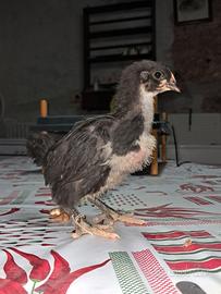 Pulcini australorp nera in purezza