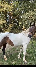 Cavallo