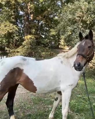 Cavallo