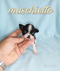 Chihuahua Toy bicolor