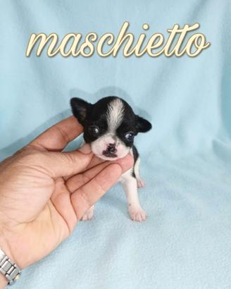 Chihuahua Toy bicolor