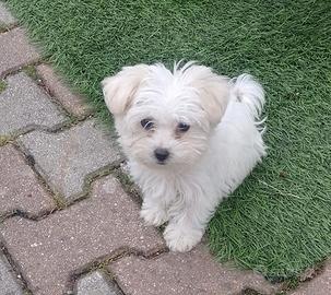 Maltese
