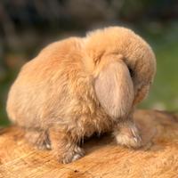 Conigli minilop pura razza