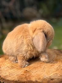 Conigli minilop pura razza