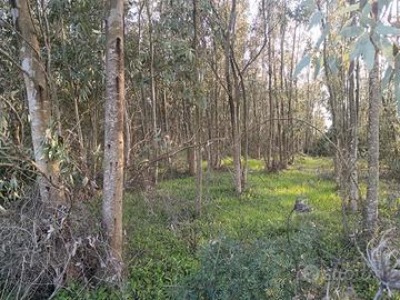 Terreno di Eucaliptus