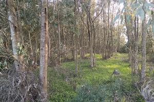 Terreno di Eucaliptus