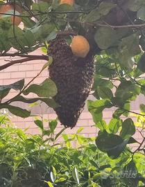 Apicoltore recupera sciami gratuitamente