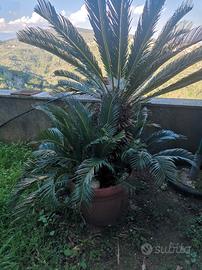Cycas in vaso 15/20 anni