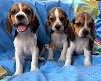 Beagle elisabeth