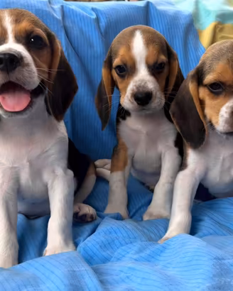 Beagle elisabeth