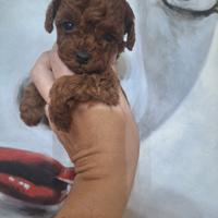 Barboncina asiatica mini toy red brown