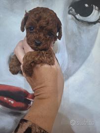 Barboncina asiatica mini toy red brown