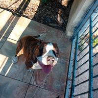 Bulldog Americano