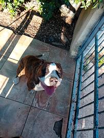 Bulldog Americano