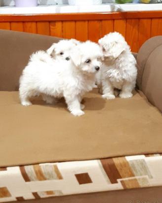 maltese toy