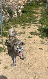 Akita inu