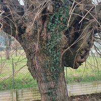 Albero  Olmo