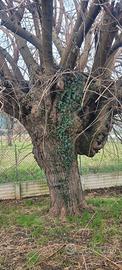 Albero  Olmo
