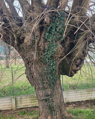 Albero  Olmo
