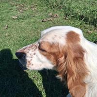 Setter inglese femmina di 7 mesi
